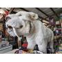Conway: Clayslist Auction
