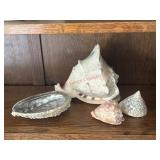Large Horned Seashell and seashells lot