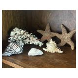 Starfish and Seashells lot                 (House