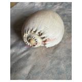 sea shell (left side barn)