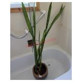 Live Plant (Bathroom)