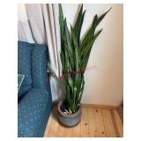 Potted plant ( backroom)