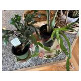 3 Plants that need a lot of love