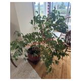 Weeping Fig Tree house Plant    (living Room 1)