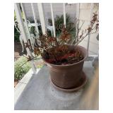 Flower pot (front steps)