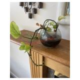 Indoor House plant (2nd LR)