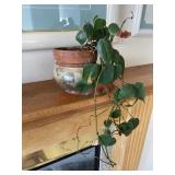 Indoor house plant (2nd LR)