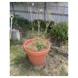 Planter pot (backyard)