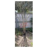 double shepherd's hook(Back yard)