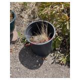 Planter(back yard)