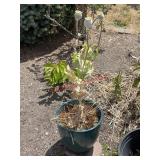 Planters pot(backyard )