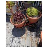 Two planters pot (balcony)