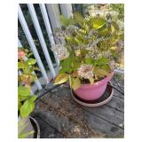Planter pot (balcony)