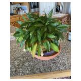 Indoor plant (on top of bar )
