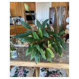 Indoor plant (on top of bar)
