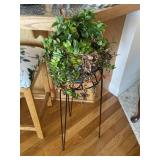 Indoor plant needs love (2nd dinning area)