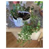 Indoor plant (on top of bar )