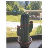 Ceramic artificial cactus (living room)