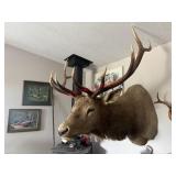Rocky Mountain Elk taxidermy shoulder mount