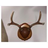 Deer Antler Mount          (Living Room)