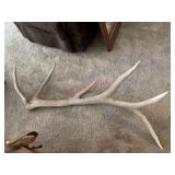 50in Elk Shed                 (Living Room)
