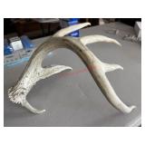 White Tailed Deer Antler                 (Living