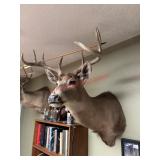 Whitetail Deer Buck Shoulder Taxidermy Mount