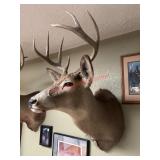 Whitetail Deer Buck Shoulder Taxidermy Mount