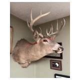 Whitetail Deer Buck Shoulder Taxidermy Mount