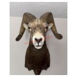 Big Horn Sheep Taxidermy Mount