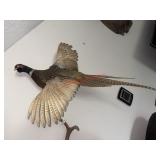 Ring-necked Pheasant taxidermy mount