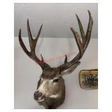 Mule Deer Taxidermy Shoulder Mount