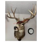 Mule Deer Taxidermy Mount                (Living