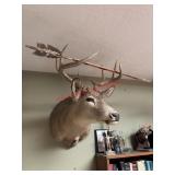 Whitetail Deer Buck Shoulder Taxidermy Mount