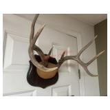 Deer Antler Mount            (Office)