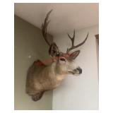 White Tail Deer Shoulder Mount Taxidermy
