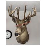 Whitetail Deer Taxidermy Shoulder Mount