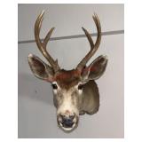 Deer Shoulder Mount            (Living Room)