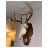 Whitetail Deer European mount             (Living