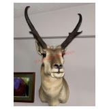 Pronghorn Shoulder Mount Shoulder Mount