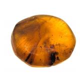 Approx 89-99 Million Year Old Insect in Amber