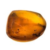 Approx 89-99 Million Year Old Insect in Amber