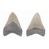 Megalodon Tooth Fossil 3.12'