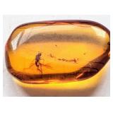 145-66 Million Year old insect trapped in amber