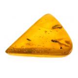 Approx 89-99 Million Year Old Insect in Amber