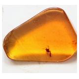 145-66 Million Year Amber Mosquito trapped Inside