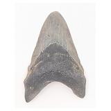 Megalodon Tooth Fossil 3.79'