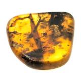 Approx 89-99 Million Year Old Insect in Amber