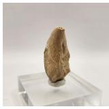 EXTREMELY RARE 1.5' Majungasaurus Dinosaur Toe Cla