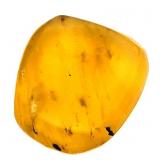 Approx 89-99 Million Year Old Insect in Amber